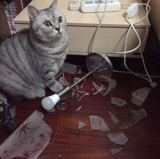 Illustration de l'article : 18 photos cocasses de chats qui se sont retrouvés dans de drôles de situations 