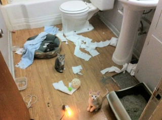 Illustration de l'article : 18 photos cocasses de chats qui se sont retrouvés dans de drôles de situations 