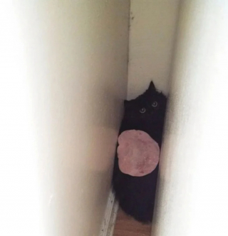 Illustration de l'article : 18 photos cocasses de chats qui se sont retrouvés dans de drôles de situations 