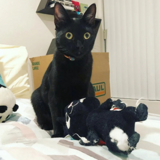 Illustration de l'article : 18 photos cocasses de chats qui se sont retrouvés dans de drôles de situations 