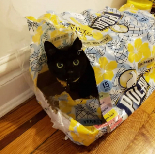 Illustration de l'article : 18 photos cocasses de chats qui se sont retrouvés dans de drôles de situations 