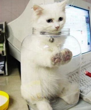 Illustration de l'article : 18 photos cocasses de chats qui se sont retrouvés dans de drôles de situations 