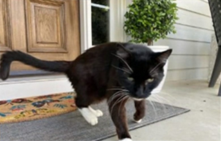 Illustration de l'article : Un chat disparu réapparaît 10 ans plus tard à 1500 km, mais une bataille pour sa garde commence