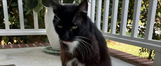 Illustration de l'article : Un chat disparu réapparaît 10 ans plus tard à 1500 km, mais une bataille pour sa garde commence