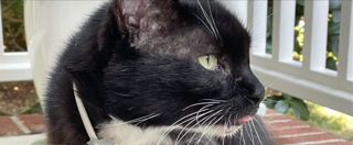 Illustration de l'article : Un chat disparu réapparaît 10 ans plus tard à 1500 km, mais une bataille pour sa garde commence