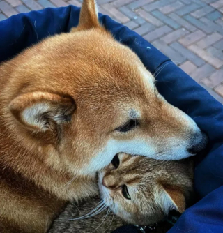 Illustration de l'article : 15 photos de chats et de chiens qui vivent en parfaite harmonie