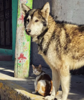 Illustration de l'article : 15 photos de chats et de chiens qui vivent en parfaite harmonie