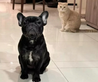 Illustration de l'article : 15 photos de chats et de chiens qui vivent en parfaite harmonie