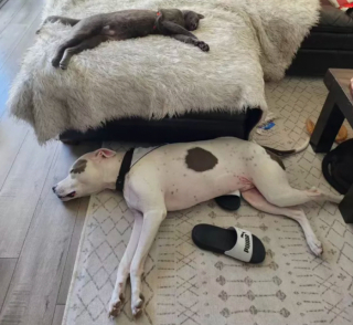 Illustration de l'article : 15 photos de chats et de chiens qui vivent en parfaite harmonie