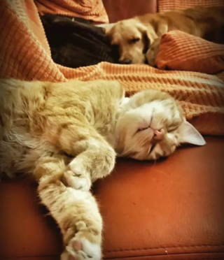 Illustration de l'article : 15 photos de chats et de chiens qui vivent en parfaite harmonie
