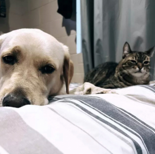 Illustration de l'article : 15 photos de chats et de chiens qui vivent en parfaite harmonie