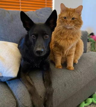 Illustration de l'article : 15 photos de chats et de chiens qui vivent en parfaite harmonie