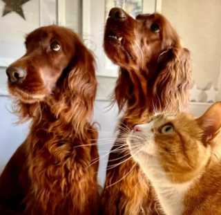 Illustration de l'article : 15 photos de chats et de chiens qui vivent en parfaite harmonie