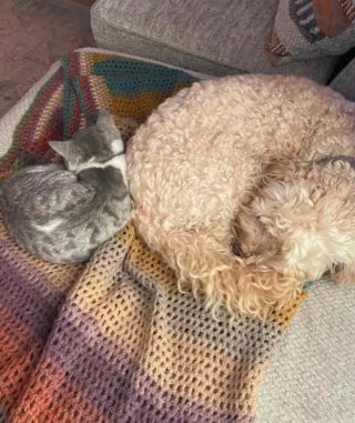 Illustration de l'article : 15 photos de chats et de chiens qui vivent en parfaite harmonie