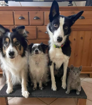 Illustration de l'article : 15 photos de chats et de chiens qui vivent en parfaite harmonie