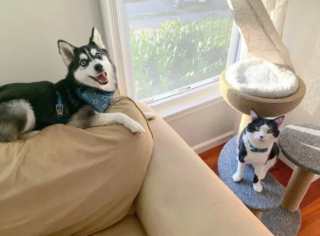 Illustration de l'article : 15 photos de chats et de chiens qui vivent en parfaite harmonie