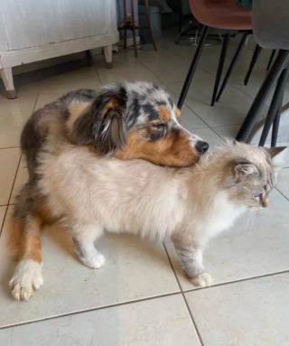 Illustration de l'article : 15 photos de chats et de chiens qui vivent en parfaite harmonie