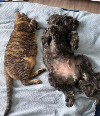 Illustration de l'article : 15 photos de chats et de chiens qui vivent en parfaite harmonie