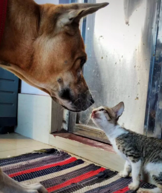 Illustration de l'article : 15 photos de chats et de chiens qui vivent en parfaite harmonie