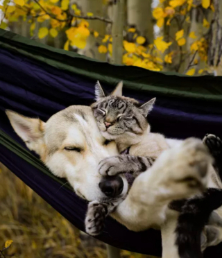 Illustration de l'article : 15 photos de chats et de chiens qui vivent en parfaite harmonie