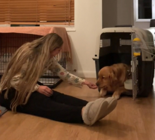 Illustration de l'article : Élevé pour le commerce de la viande, un Golden Retriever surmonte ses nombreux traumatismes grâce à une famille trouvée à l’autre bout du monde (vidéo)