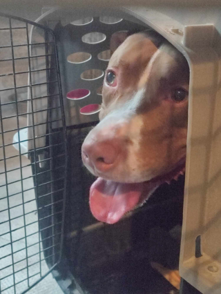 Illustration de l'article : Prisonnier d’un logement depuis plus de 10 jours, un chien est sauvé grâce à la mobilisation massive de ses voisins