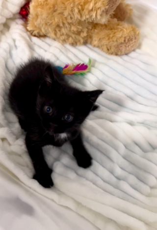 Illustration de l'article : Le premier regard d’un chaton de 3 semaines envers sa mère d’accueil dévouée (vidéo)
