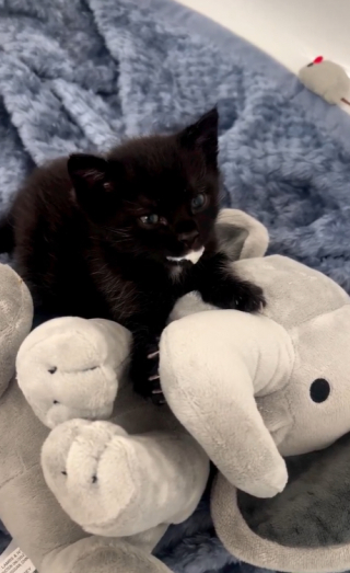 Illustration de l'article : Le premier regard d’un chaton de 3 semaines envers sa mère d’accueil dévouée (vidéo)
