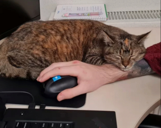 Illustration de l'article : 16 photos de chats prêts à tout pour attirer l’attention