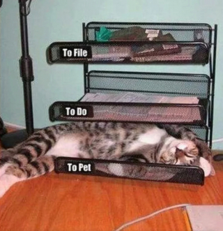 Illustration de l'article : 16 photos de chats prêts à tout pour attirer l’attention