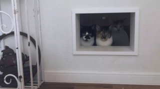 Illustration de l'article : 16 photos de chats prêts à tout pour attirer l’attention