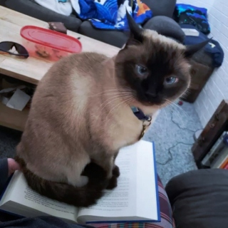 Illustration de l'article : 16 photos de chats prêts à tout pour attirer l’attention