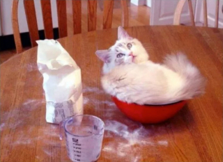 Illustration de l'article : 16 photos de chats prêts à tout pour attirer l’attention