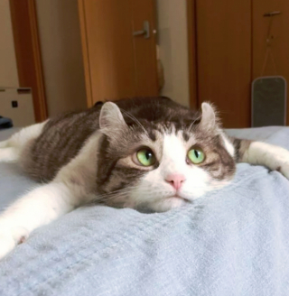 Illustration de l'article : 16 photos de chats prêts à tout pour attirer l’attention