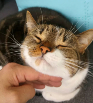 Illustration de l'article : 16 photos de chats prêts à tout pour attirer l’attention