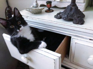 Illustration de l'article : 16 photos de chats prêts à tout pour attirer l’attention