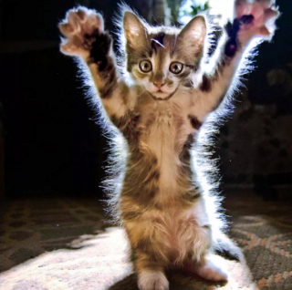 Illustration de l'article : 16 photos de chats prêts à tout pour attirer l’attention