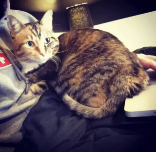 Illustration de l'article : 16 photos de chats prêts à tout pour attirer l’attention