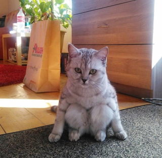 Illustration de l'article : 16 photos de chats qui ont tendance à se comporter comme des humains