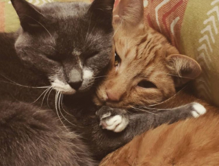 Illustration de l'article : 16 photos de chats qui ont tendance à se comporter comme des humains