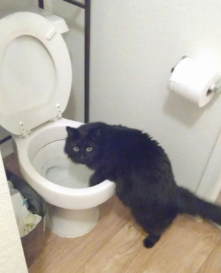 Illustration de l'article : 16 photos de chats qui ont tendance à se comporter comme des humains