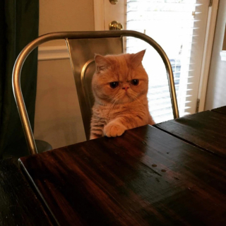Illustration de l'article : 16 photos de chats qui ont tendance à se comporter comme des humains