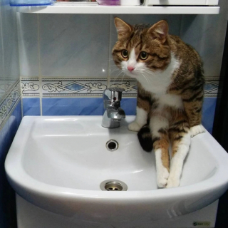 Illustration de l'article : 16 photos de chats qui ont tendance à se comporter comme des humains