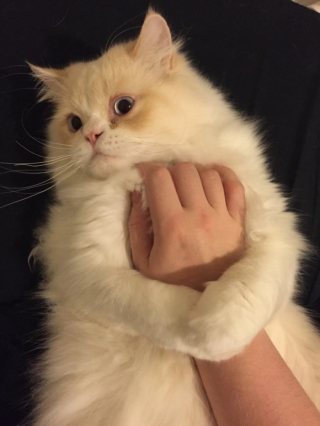 Illustration de l'article : 16 photos de chats qui ont tendance à se comporter comme des humains