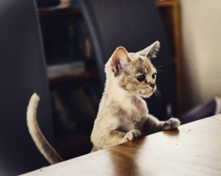 Illustration de l'article : 16 photos de chats qui ont tendance à se comporter comme des humains
