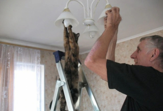 Illustration de l'article : 16 photos de chats qui ont tendance à se comporter comme des humains