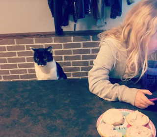 Illustration de l'article : 16 photos de chats qui ont tendance à se comporter comme des humains