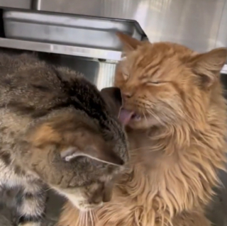 Illustration de l'article : Ces 2 chats de 18 ans ont eu la joie d’être adoptés ensemble avant d’être ramenés au refuge quelques heures plus tard (vidéo)