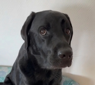 Illustration de l'article : Face à la souffrance de son chien, cette propriétaire pose une journée de congé pour soutenir son compagnon (vidéo)