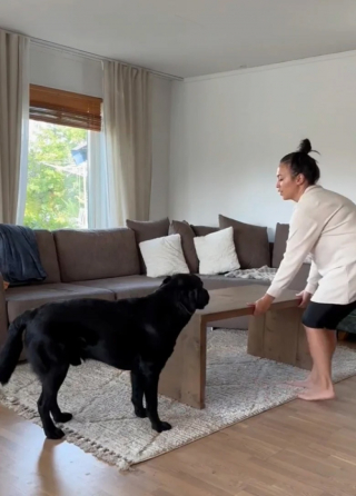 Illustration de l'article : Face à la souffrance de son chien, cette propriétaire pose une journée de congé pour soutenir son compagnon (vidéo)